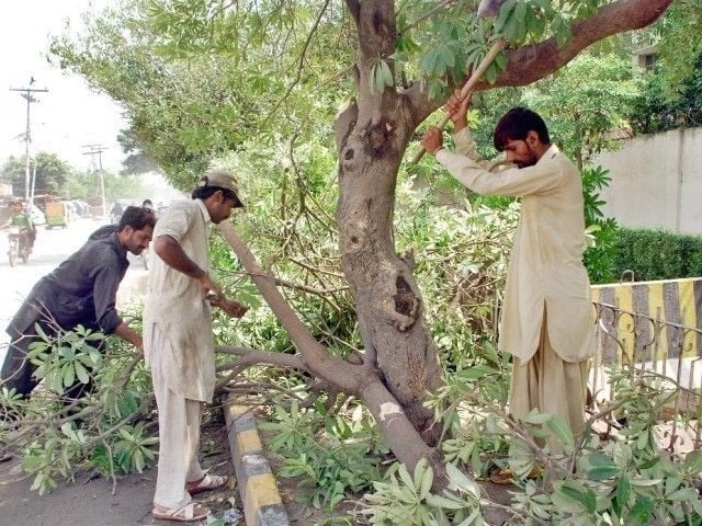 lahoretree1740932478-0-640x480.webp
