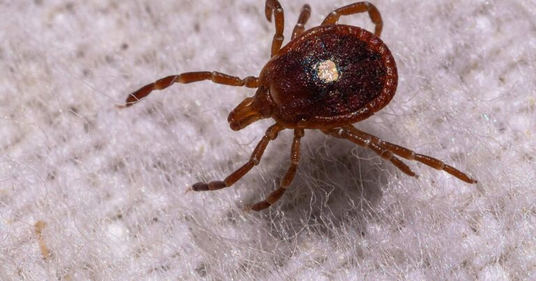 lone-star-tick-getty-2279885741-1280