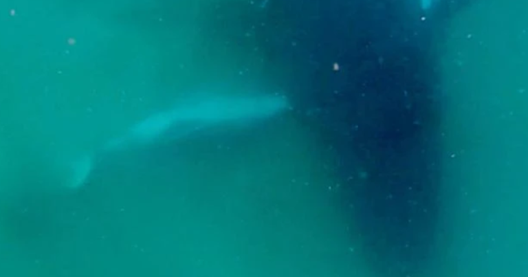 whale-screenshot-2026-09-16-113101
